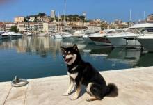 PORT DE PLAISANCE CANNES VIEUX PORT DE CANNES